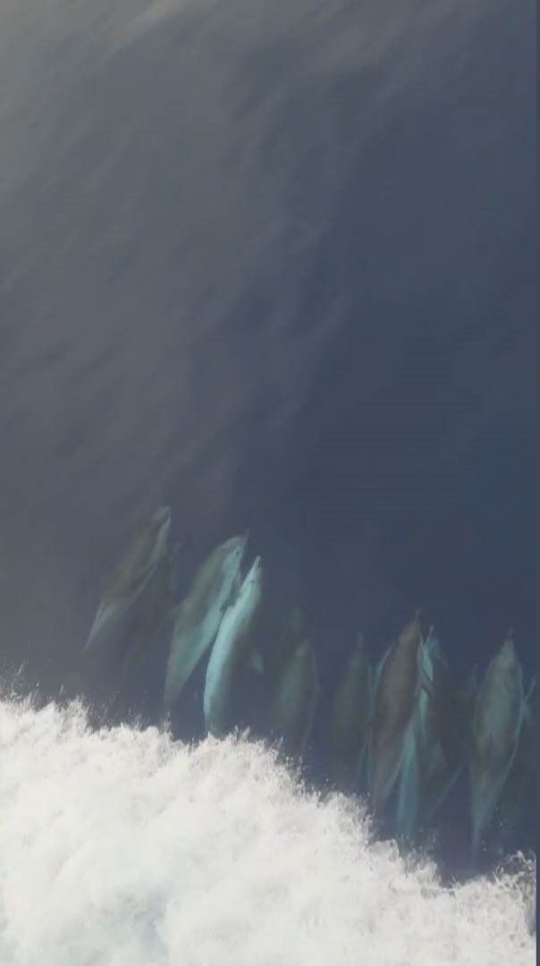 Bu görüntüler okyanustan değil, İzmir Çeşme açıklarından! Yunus sürüsü kuru yük gemisine eşlik etti