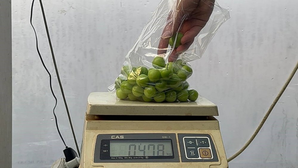 Arap şeyhlerini gözdesi oldu! Fiyatı çeyrek altınla yarışıyor, Kilosu 3 bin 500 liradan satılıyor!