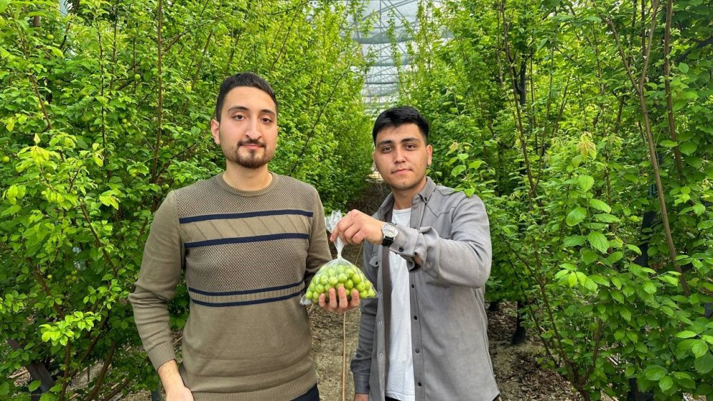 Arap şeyhlerini gözdesi oldu! Fiyatı çeyrek altınla yarışıyor, Kilosu 3 bin 500 liradan satılıyor!