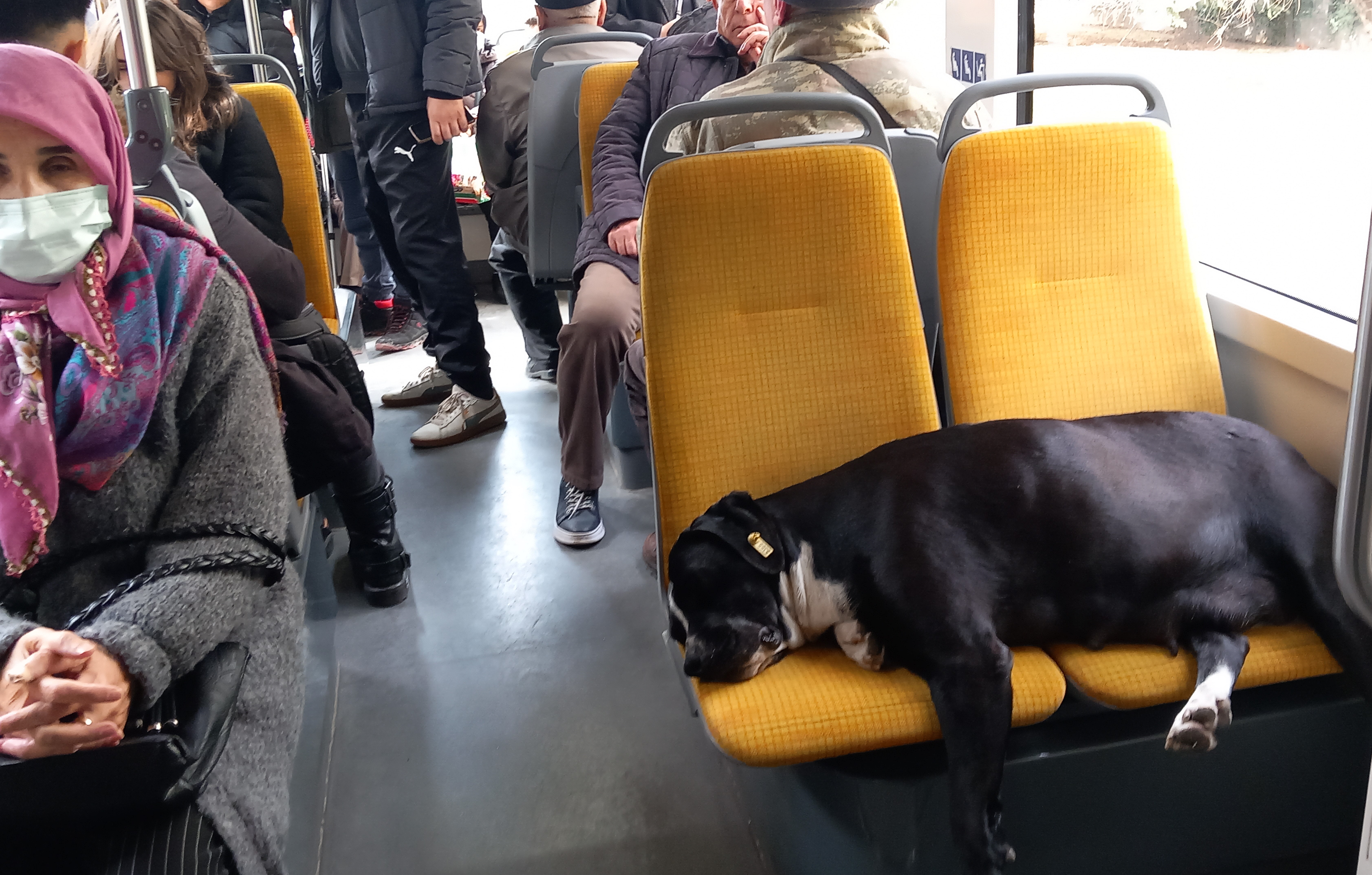 Yolcuların hayvan sevgisi mest etti! O, koltukta mışıl mışıl uyudu, yolcular ayakta seyahat etti