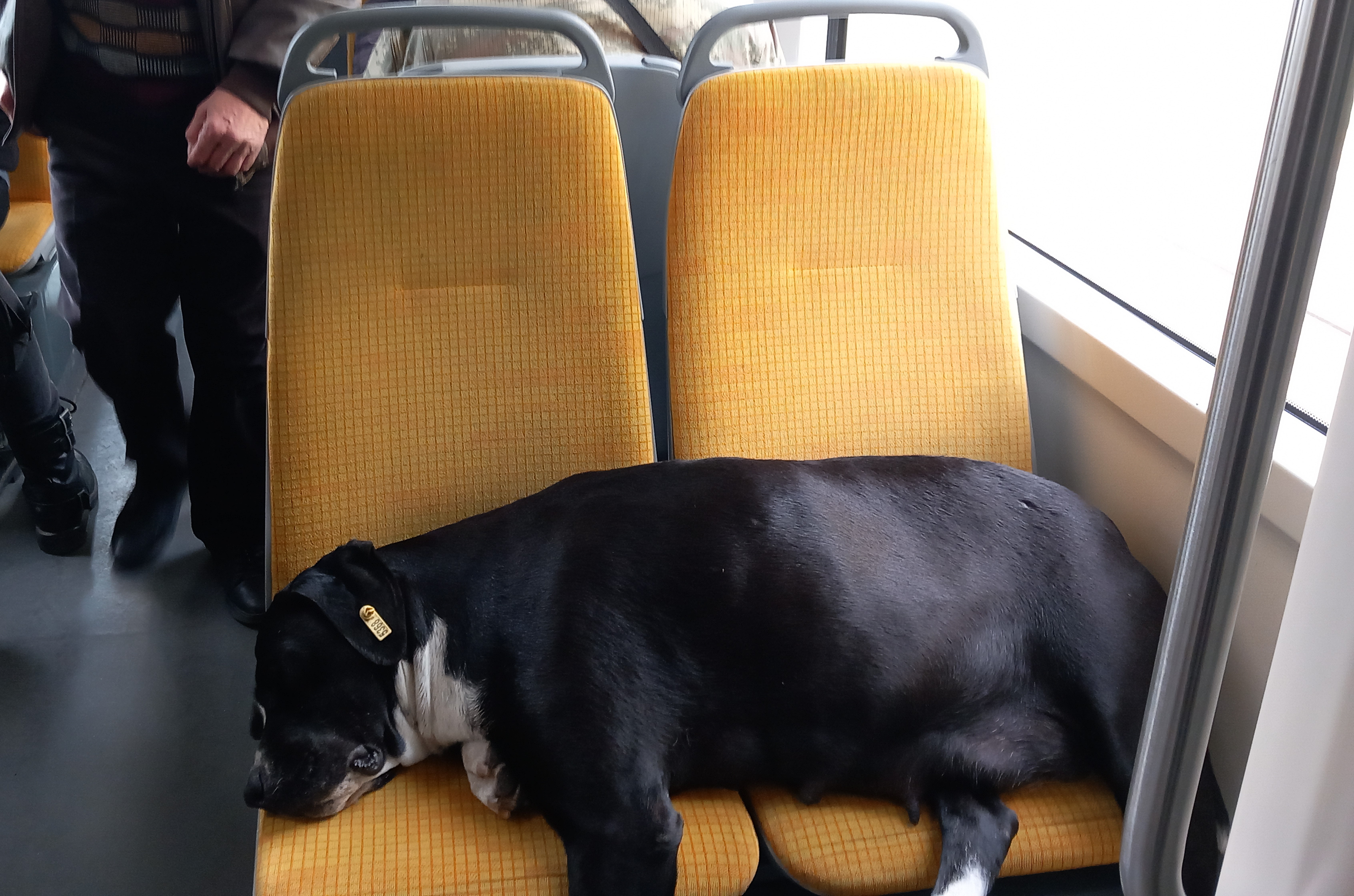 Yolcuların hayvan sevgisi mest etti! O, koltukta mışıl mışıl uyudu, yolcular ayakta seyahat etti