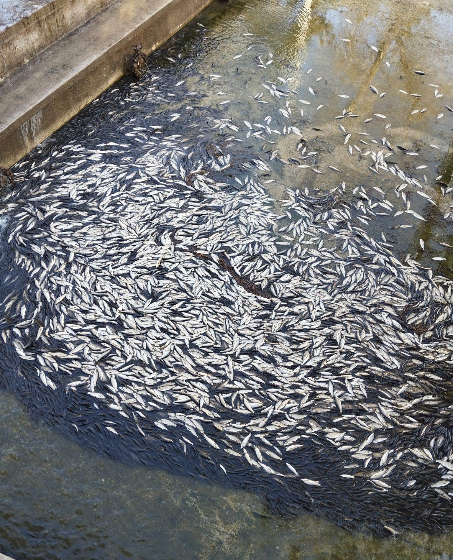 Konya’da ilginç görüntüler! Kanala düşen balıkları toplamak için vatandaşlar suya atladı!