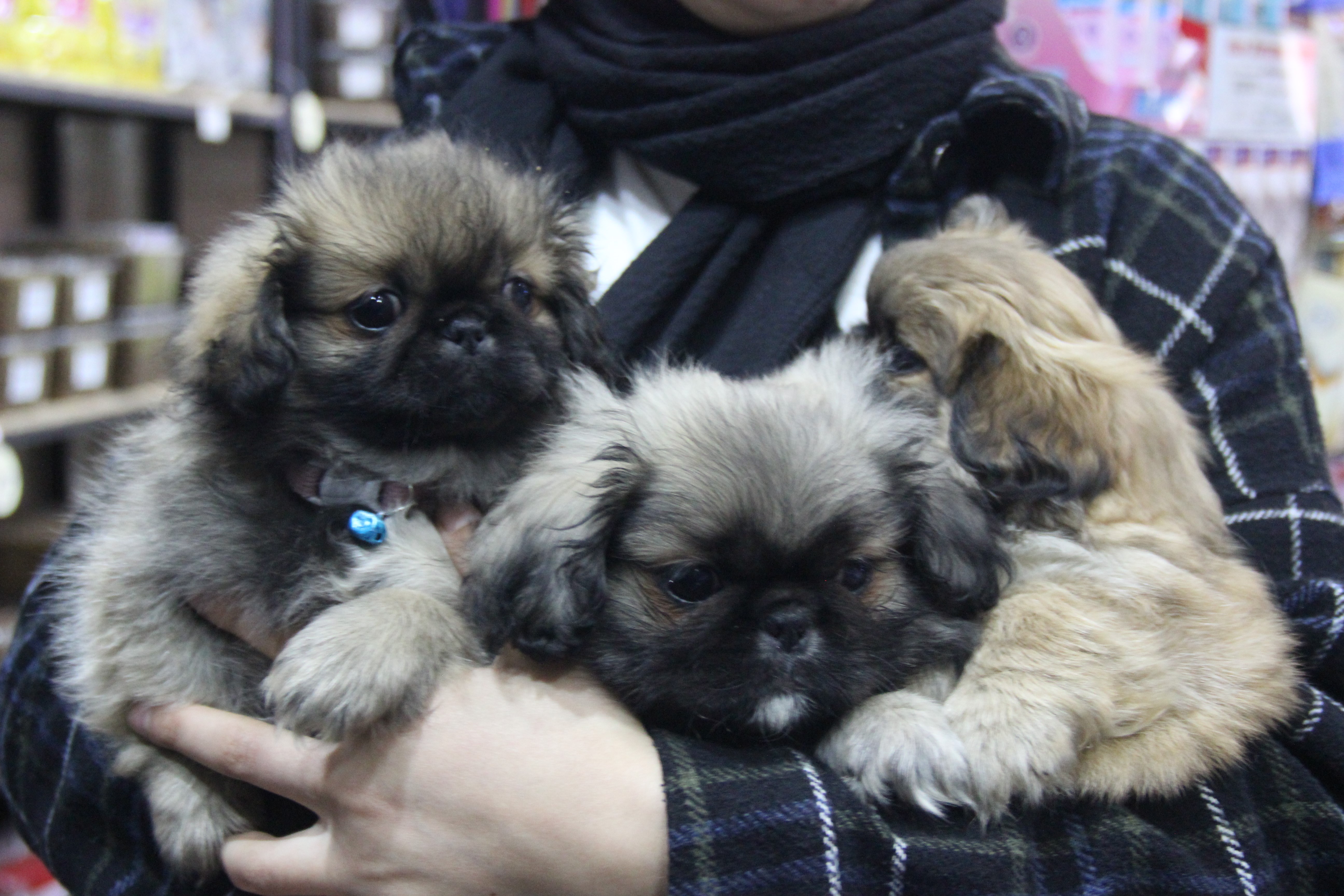 Niyeti sevmek değil çalmak olduğu ortaya çıktı! Petshop önündeki şahıs, pekinez cinsi köpeği bakın nasıl çaldı