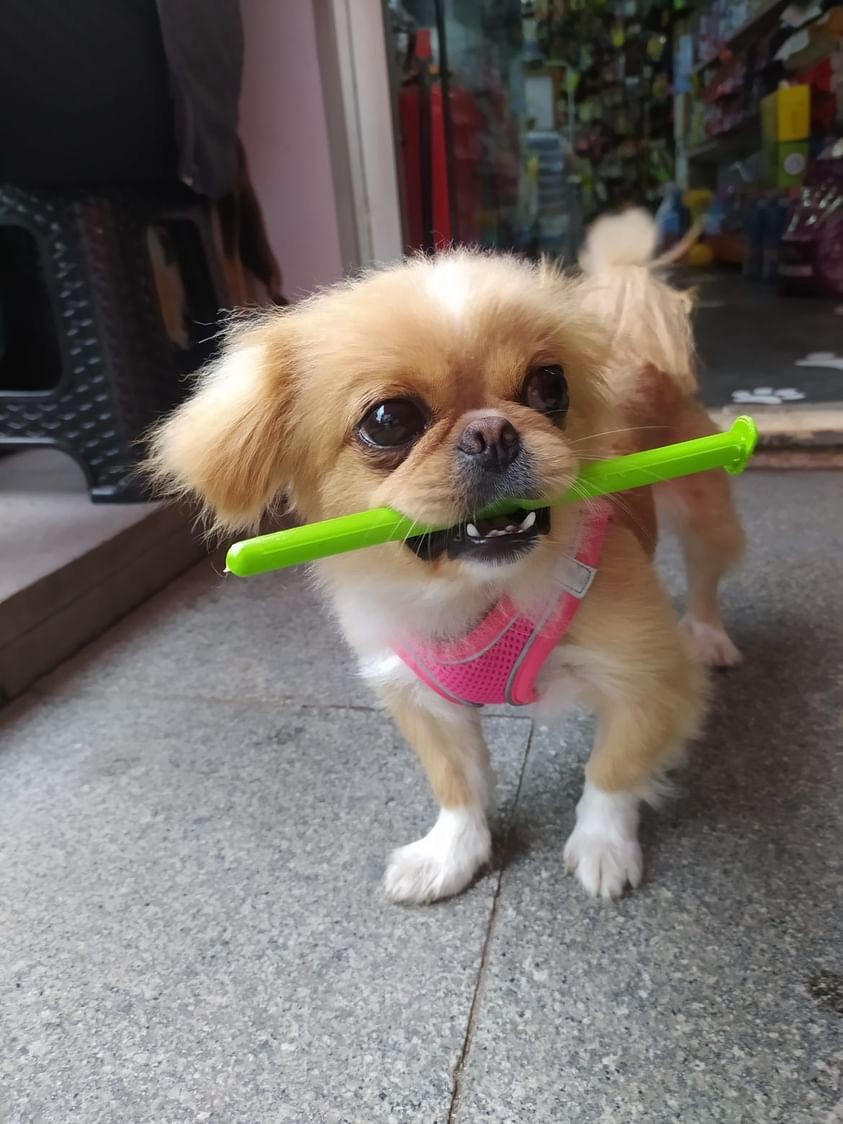 Niyeti sevmek değil çalmak olduğu ortaya çıktı! Petshop önündeki şahıs, pekinez cinsi köpeği bakın nasıl çaldı