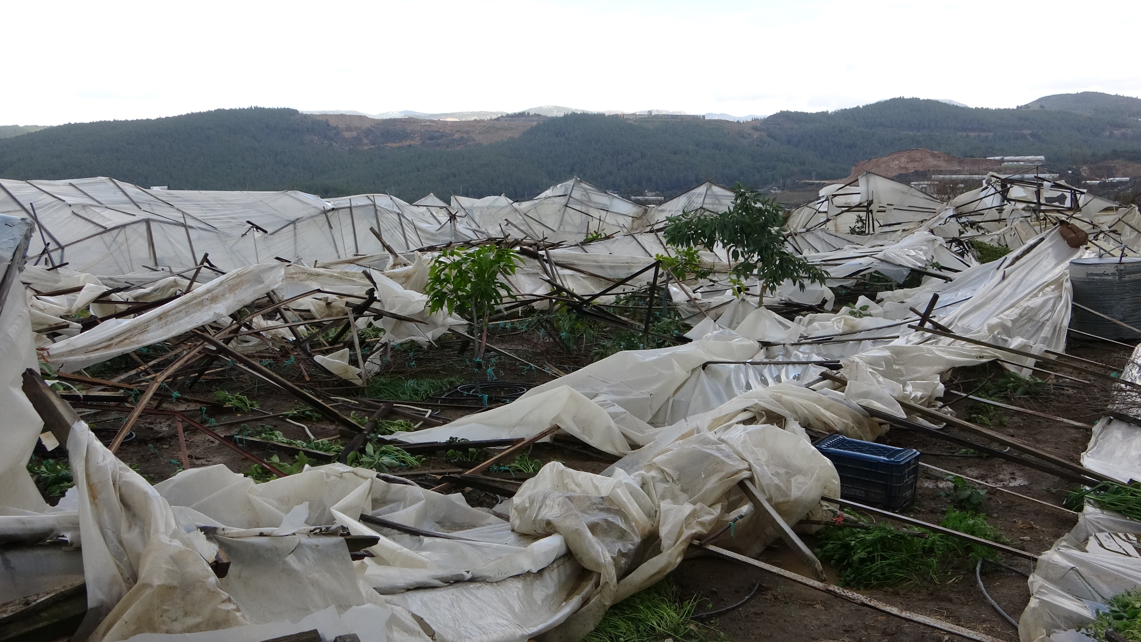 Antalya’nın Alanya ilçesinde çıkan hortum ve ardından gelen fırtına sera bahçelerini yerle bir etti. 