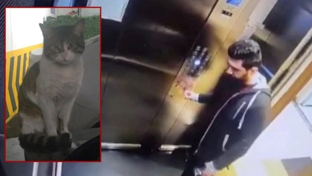 Eros isimli kediyi vahşice döverek öldüren, İbrahim Keloğlan'ın yargılanması devam ediyor...