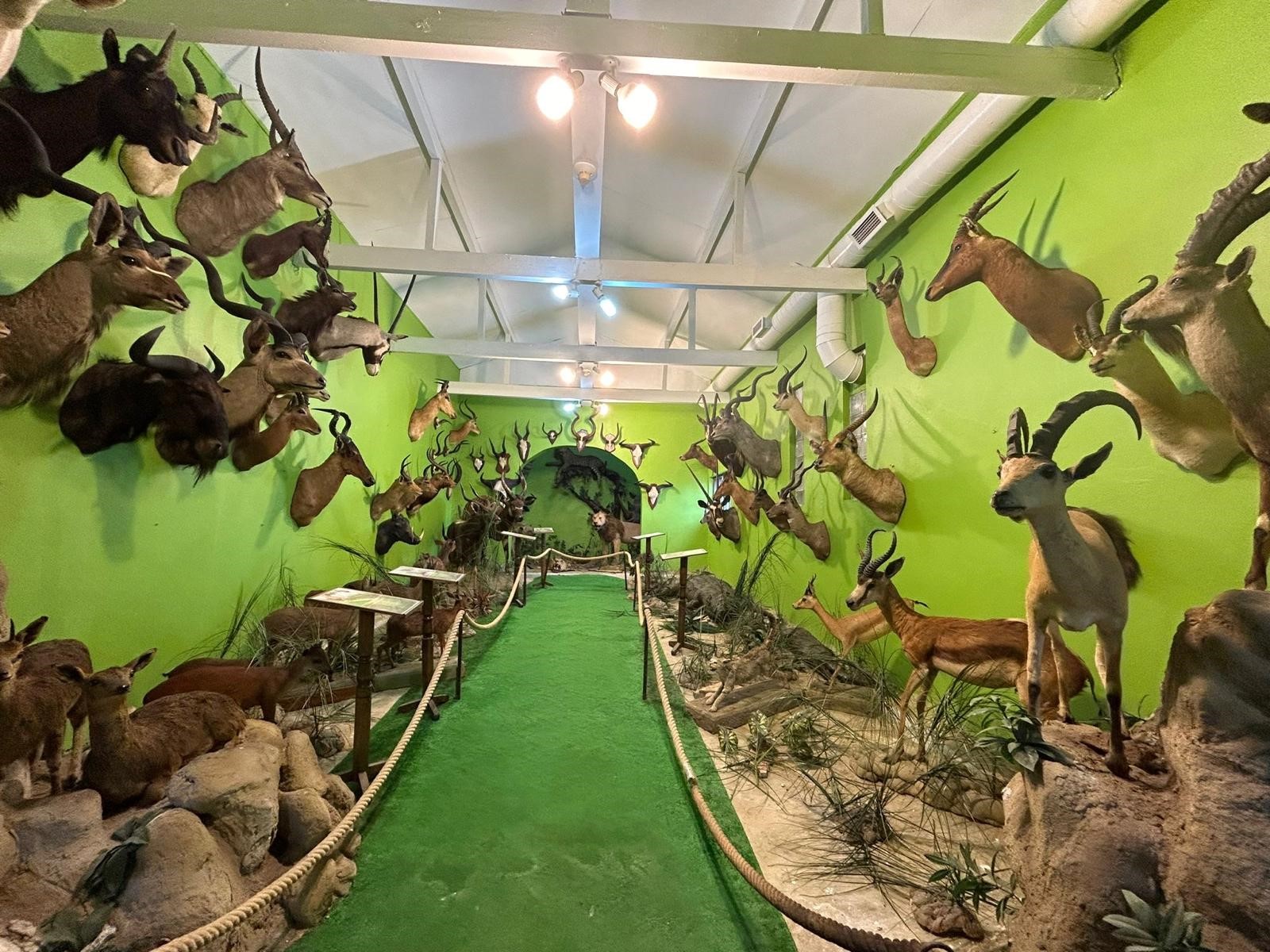 İstanbul'da kaçakçılık operasyonu! Koruma altındaki yaban hayvanlarına ait 396 parça tahnit ele geçirildi!