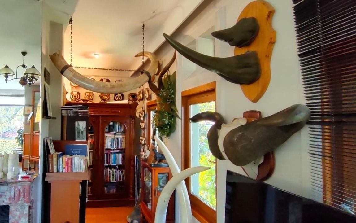 İstanbul'da kaçakçılık operasyonu! Koruma altındaki yaban hayvanlarına ait 396 parça tahnit ele geçirildi!