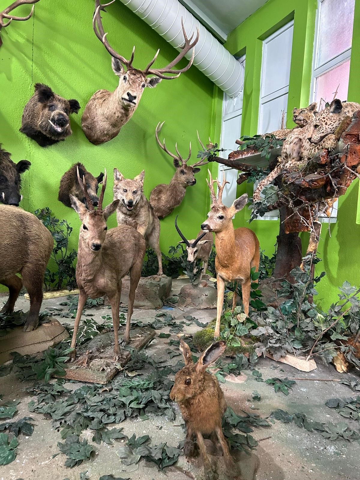 İstanbul'da kaçakçılık operasyonu! Koruma altındaki yaban hayvanlarına ait 396 parça tahnit ele geçirildi!