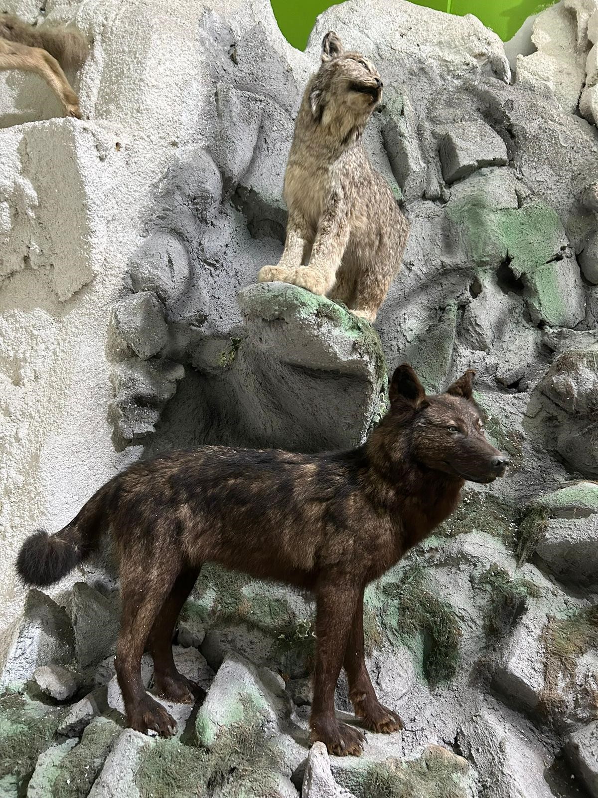 İstanbul'da kaçakçılık operasyonu! Koruma altındaki yaban hayvanlarına ait 396 parça tahnit ele geçirildi!