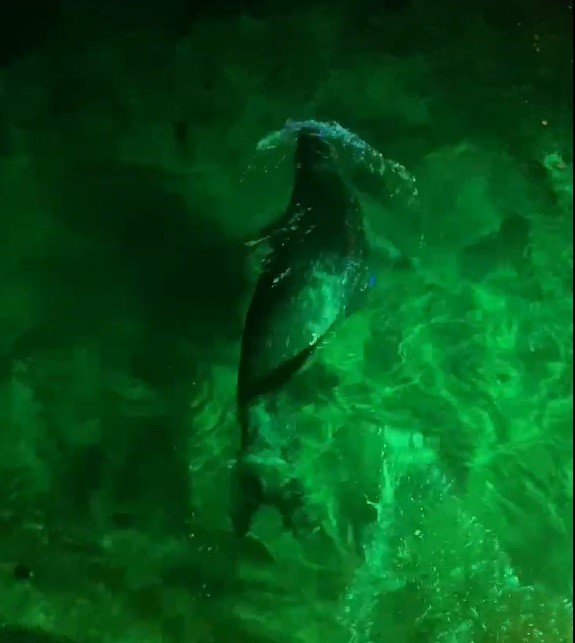 Sahildeki gece klubünün iskelesine, yiyecek aramaya gelen fok balığı, işte böyle görüntülendi!