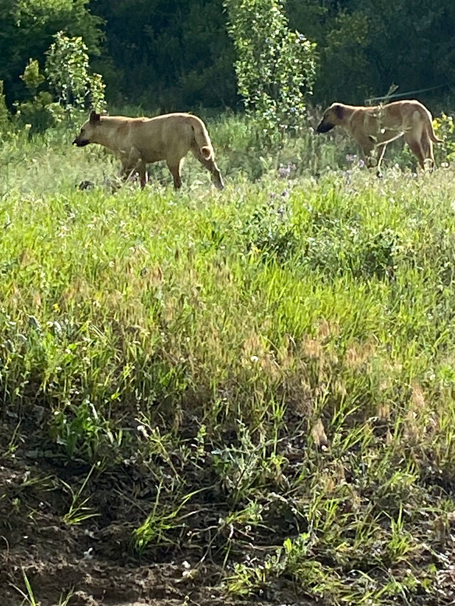 Çekilen bu vahşi görüntüler belgeselleri aratmadı! Başıboş köpekler bu sefer otlayan atlara saldırdı!