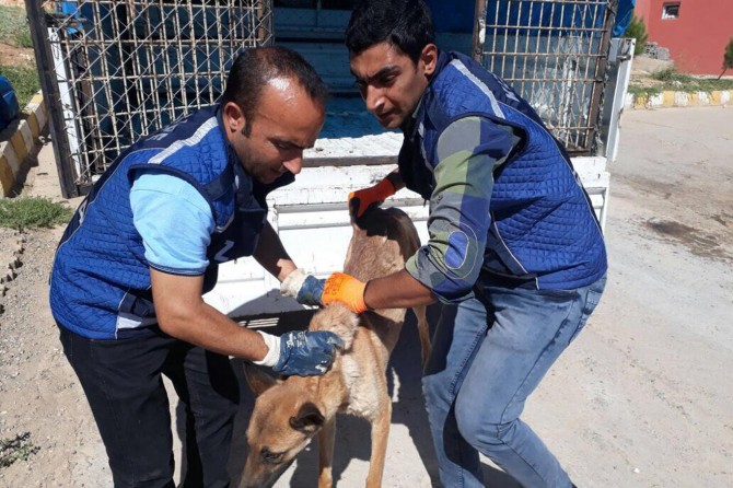 Yeni yasa için tarih verildi: Başıboş köpek vakaları için meclisten yeni düzenleme!