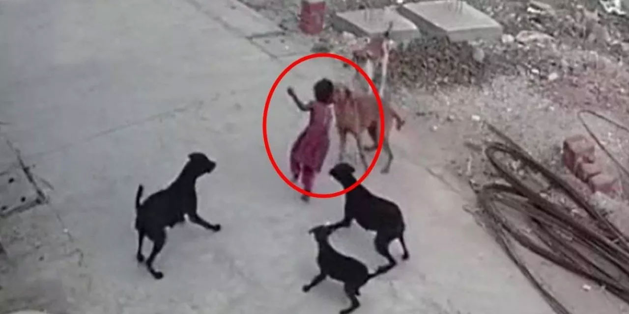 Yeni yasa için tarih verildi: Başıboş köpek vakaları için meclisten yeni düzenleme!