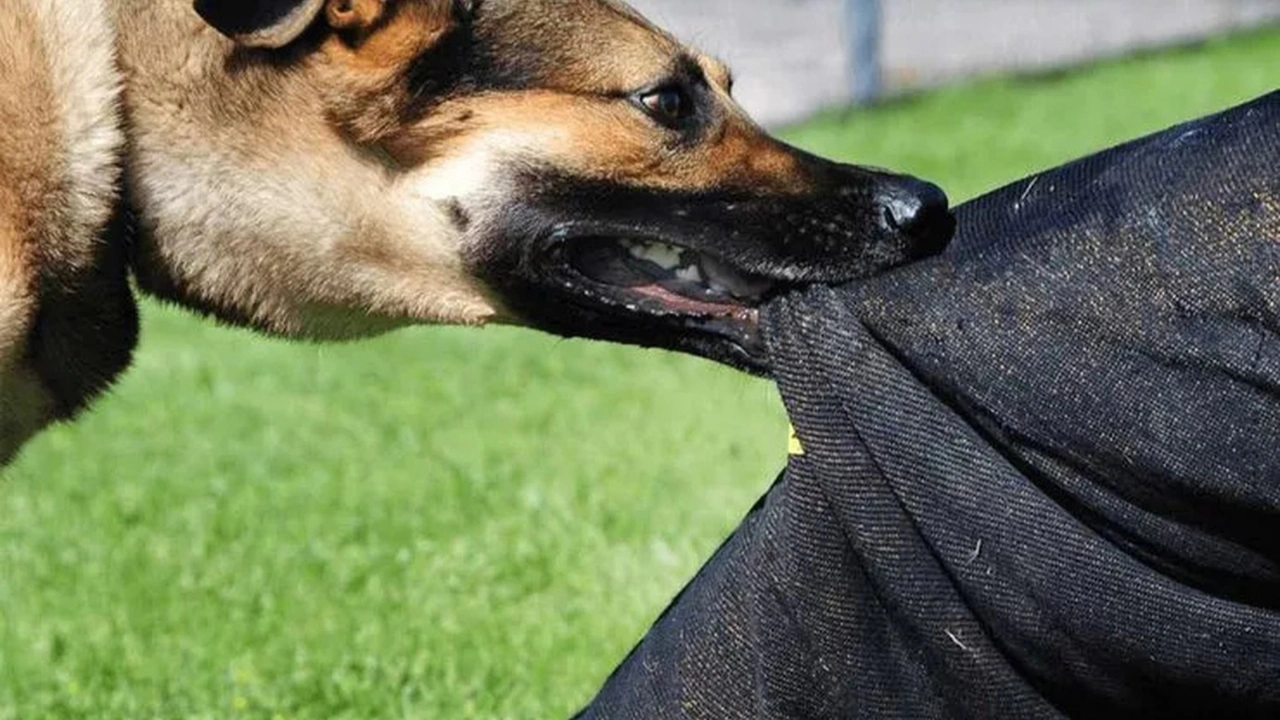 Yeni yasa için tarih verildi: Başıboş köpek vakaları için meclisten yeni düzenleme!