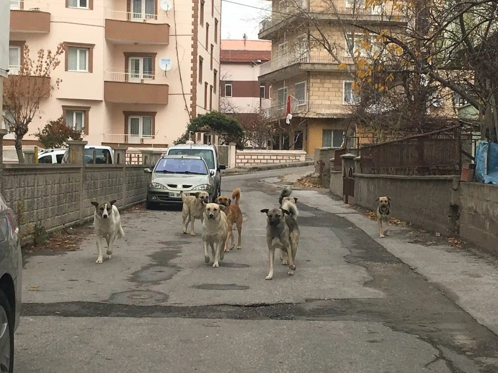Yeni yasa için tarih verildi: Başıboş köpek vakaları için meclisten yeni düzenleme!
