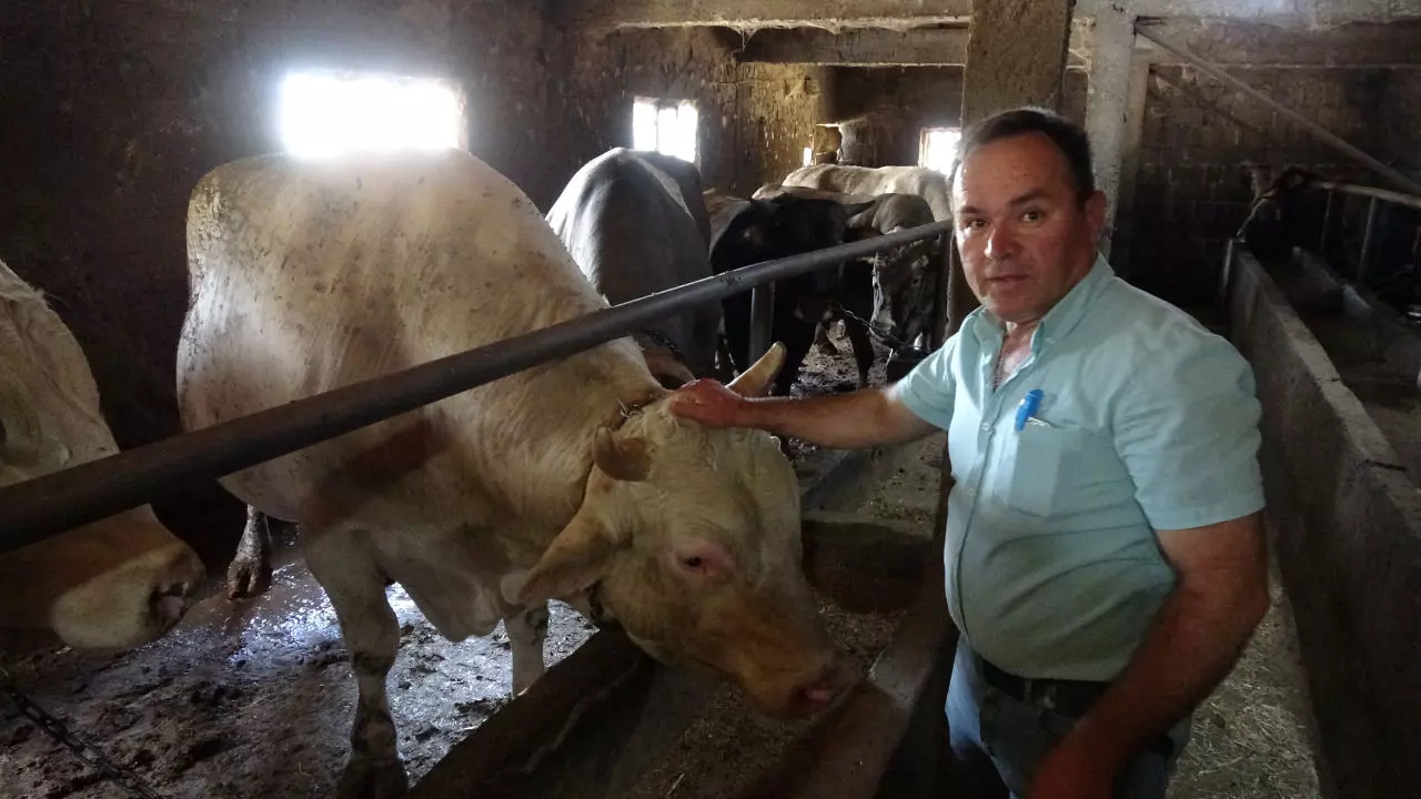 Çanakkale'de araba fiyatına kurbanlık! 1 ton 800 kilogram boğa, bakın kaç liradan satışa sunuldu