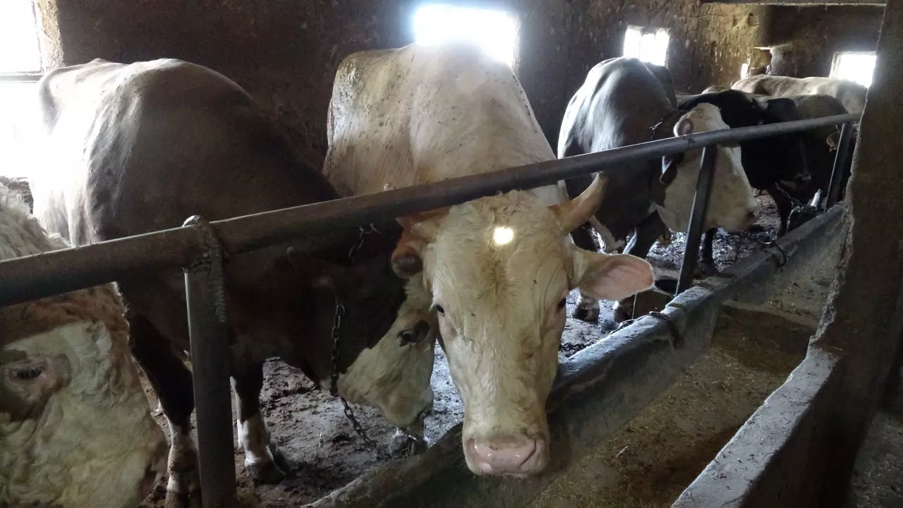 Çanakkale'de araba fiyatına kurbanlık! 1 ton 800 kilogram boğa, bakın kaç liradan satışa sunuldu