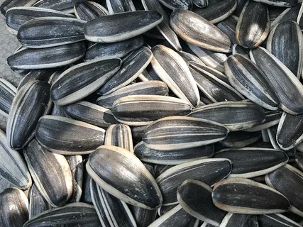 Tekirdağ'dan Rusya'ya ihraç arttı: Yerli hibrit ayçiçeğine yoğun talep