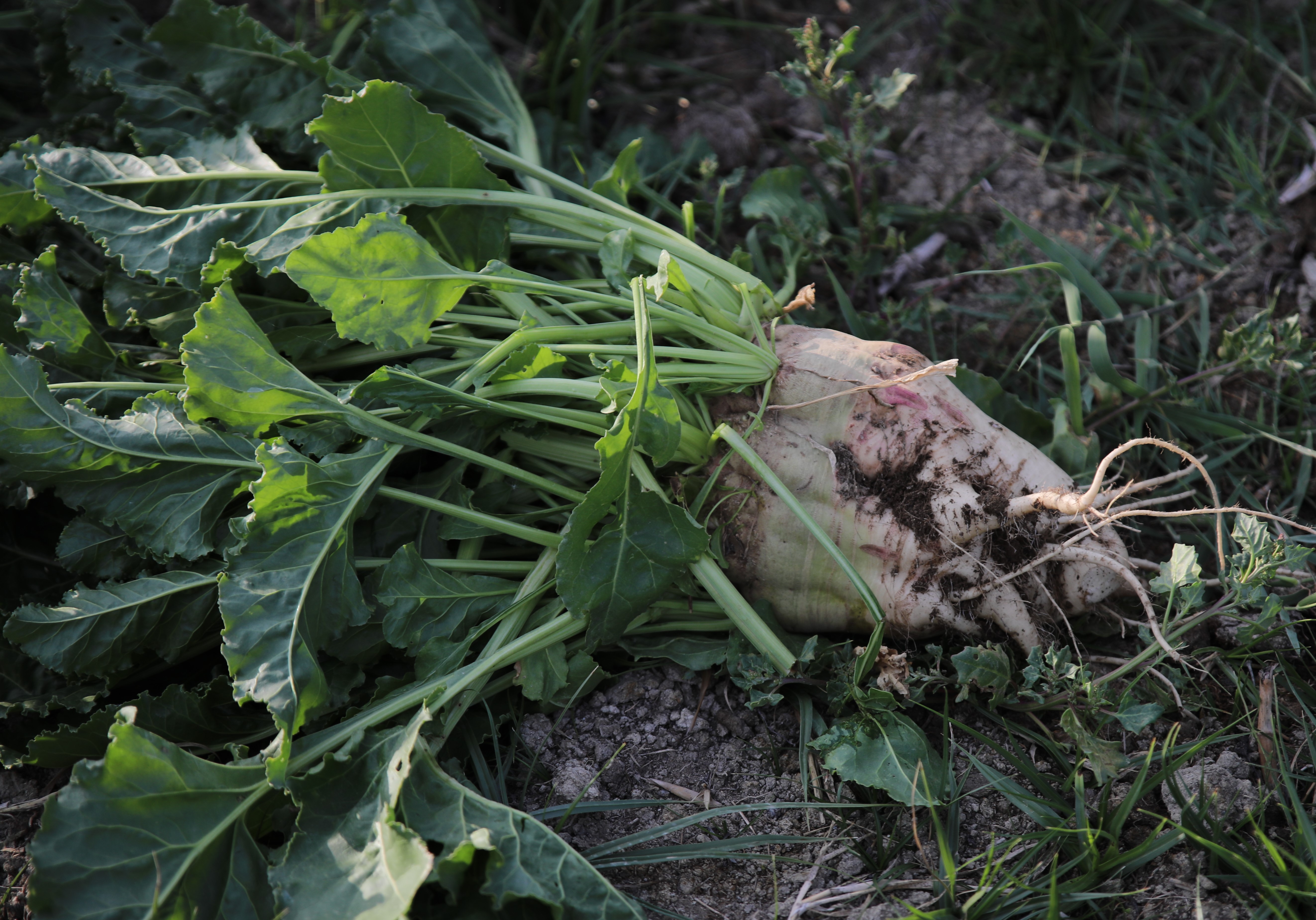 Van'da yaban domuzu nöbeti: Çiftçiler mahsulleri için gece gündüz teyakkuzda!