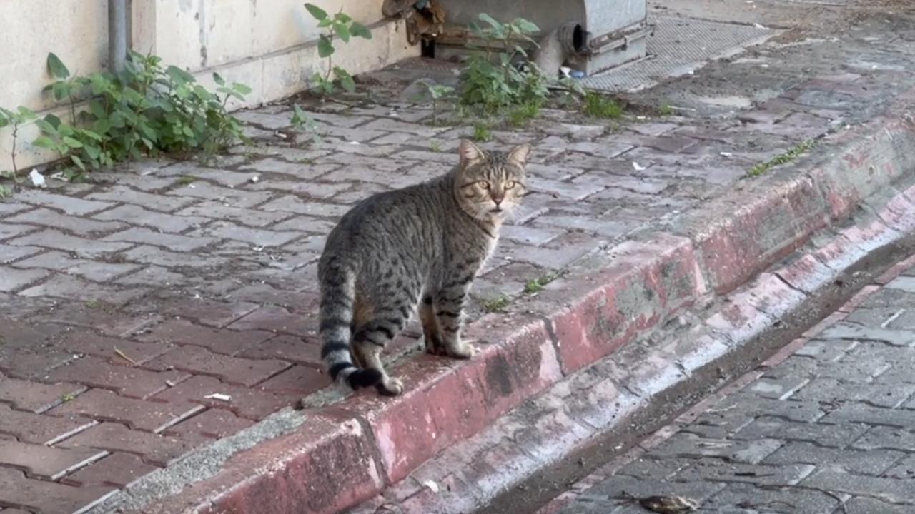 Adana'da sokak kedinin hareketi olay oldu: İşçinin öğle yemeğini alıp kaçmasını kamera böyle yakaladı!