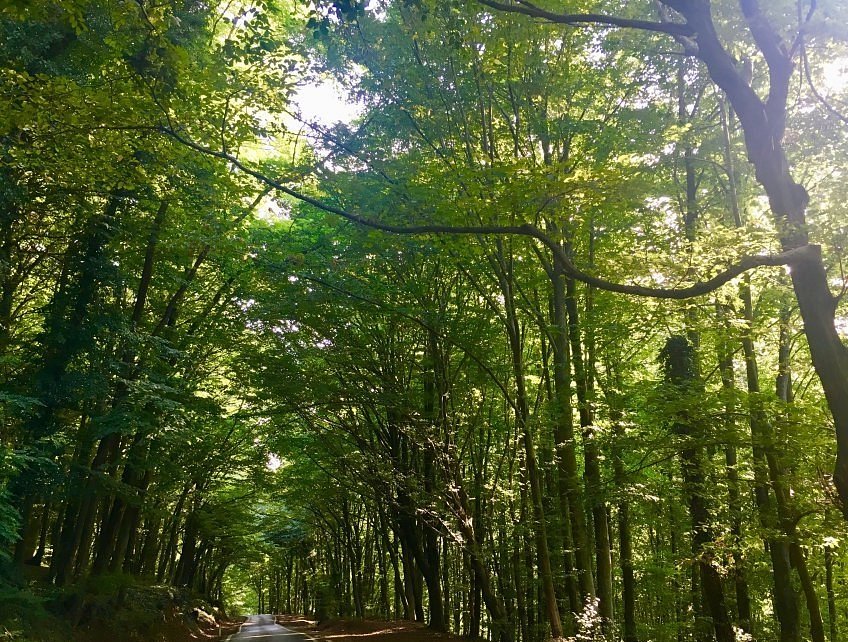 ''Belgrad Ormanı yapılaşmaya açılacak'' Bakan Yumaklı o, iddialara bakın ne yanıt verdi...