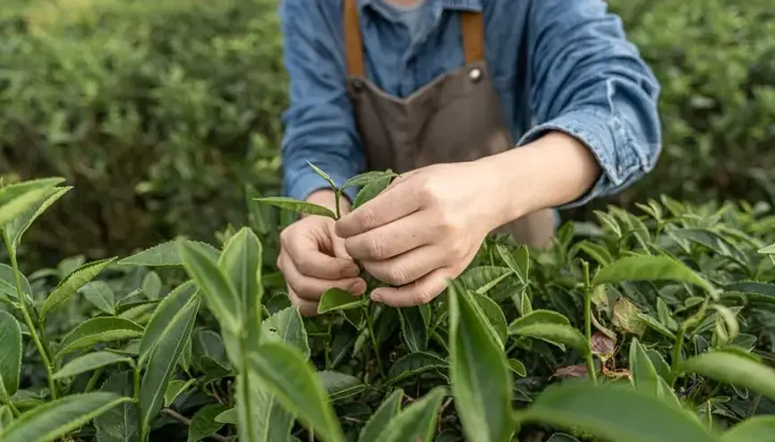 Bakanlık açıkladı: Yaş çay alım fiyatı belli oldu
