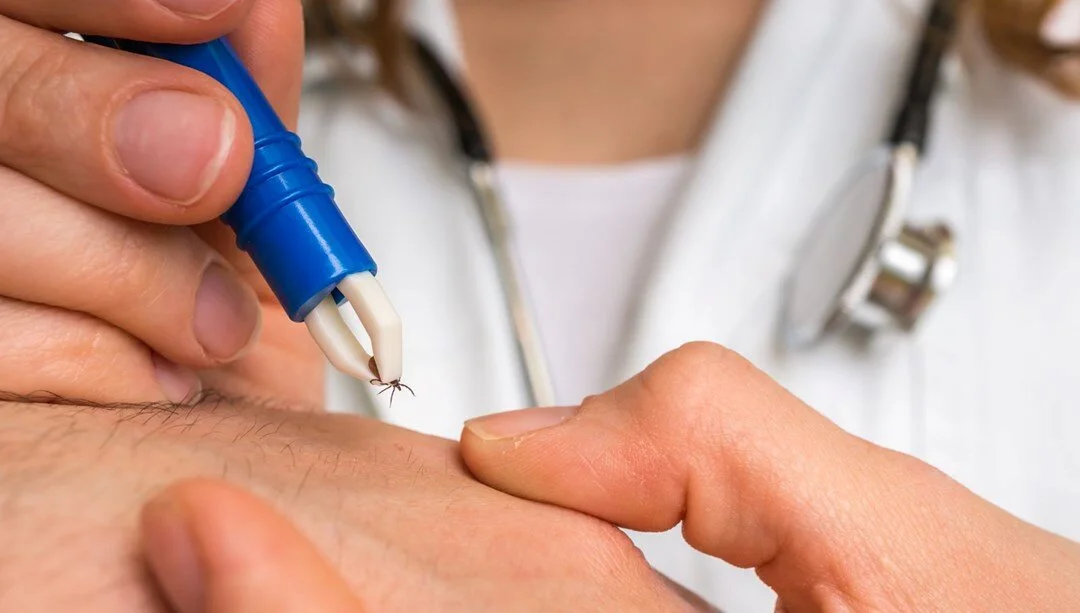 Yaz mevsimi geldi, uzman doktorlar uyardı: Kene vakaları yeniden hortladı! 