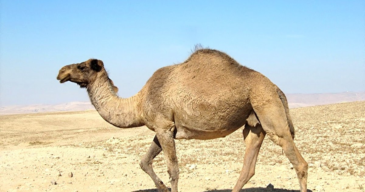 Mısır gezisi zehir oldu: Kısa şortla deveye binen genç kızın sonu felaket oldu!