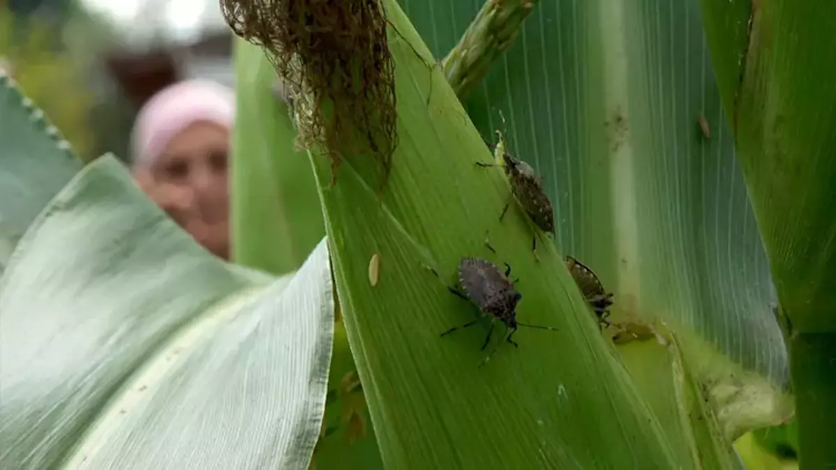 Türkiye alarmda! Karadeniz ve Marmara'yı istila etti: İki yıla kalmaz ülkemizde...