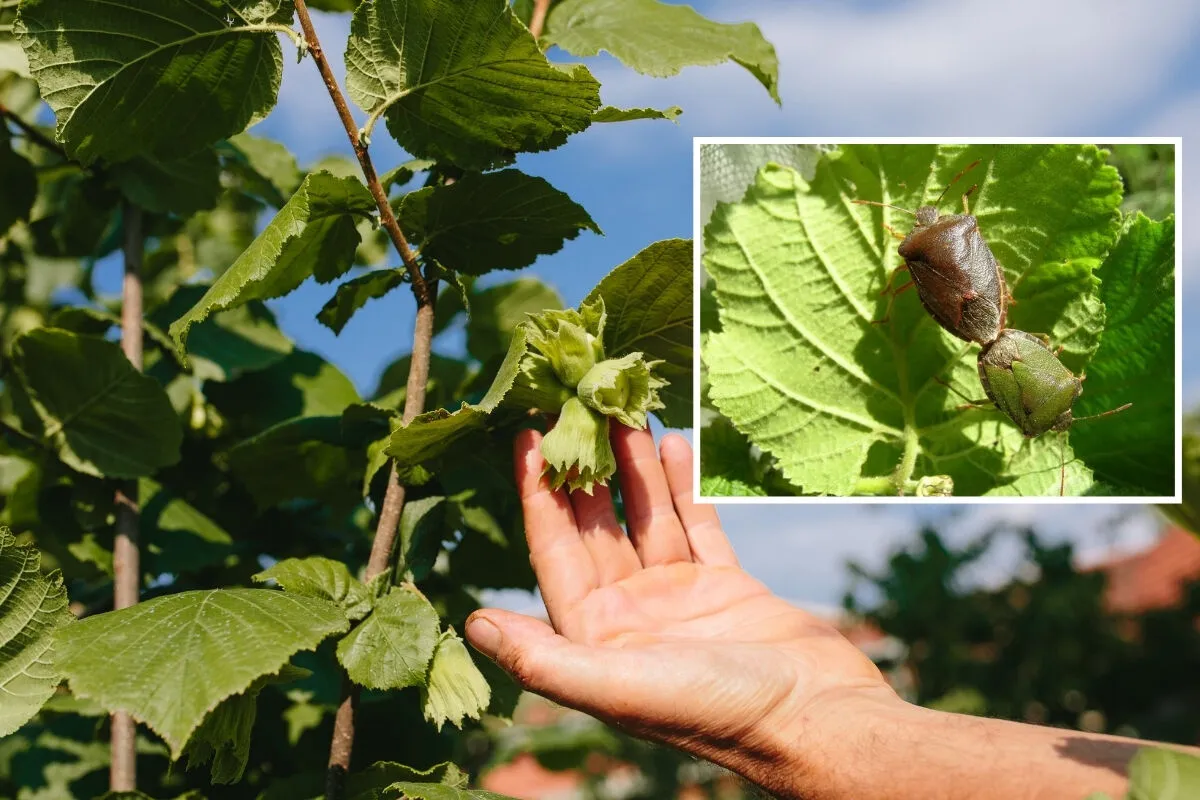 Türkiye alarmda! Karadeniz ve Marmara'yı istila etti: İki yıla kalmaz ülkemizde...