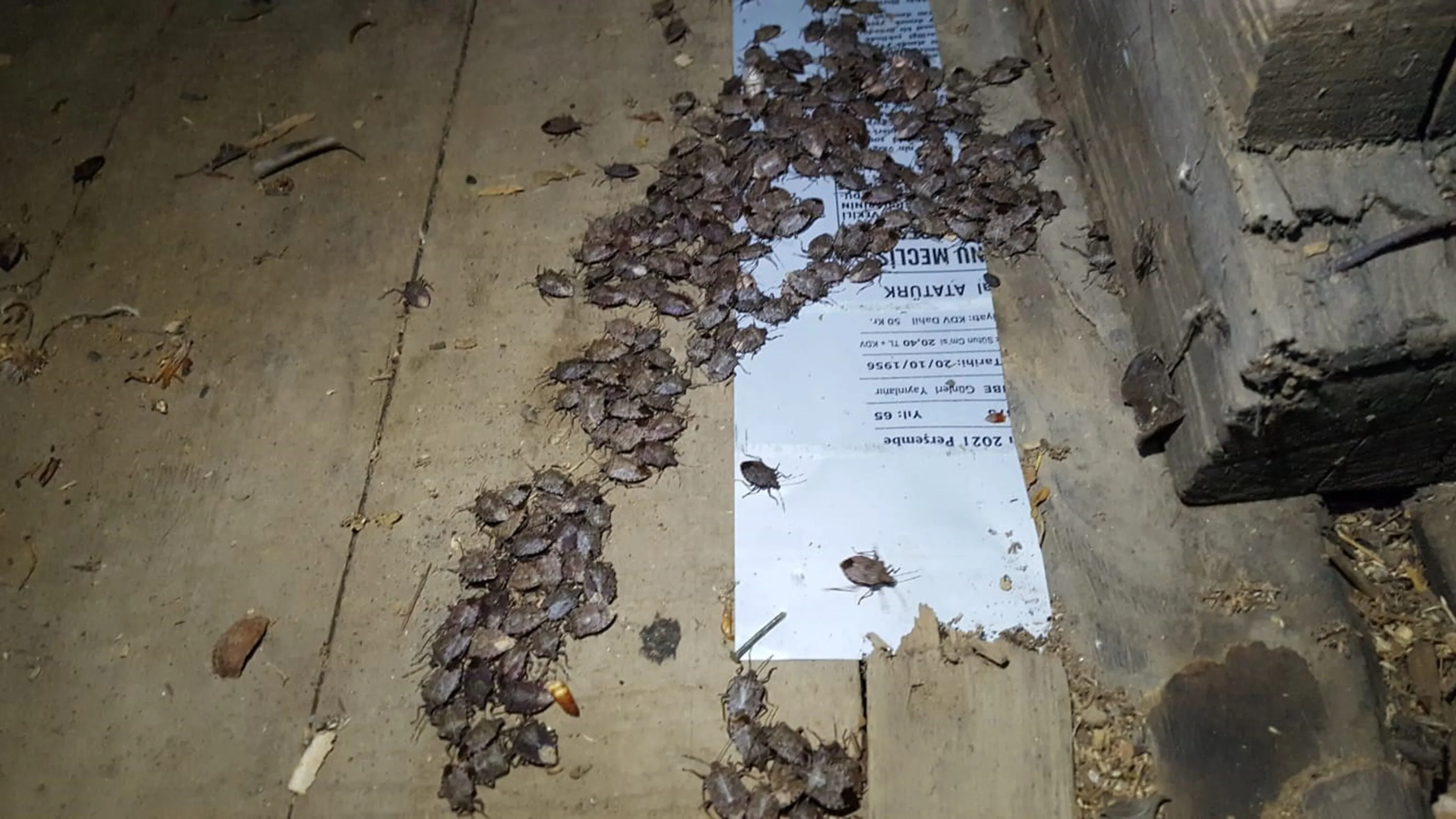 Türkiye alarmda! Karadeniz ve Marmara'yı istila etti: İki yıla kalmaz ülkemizde...