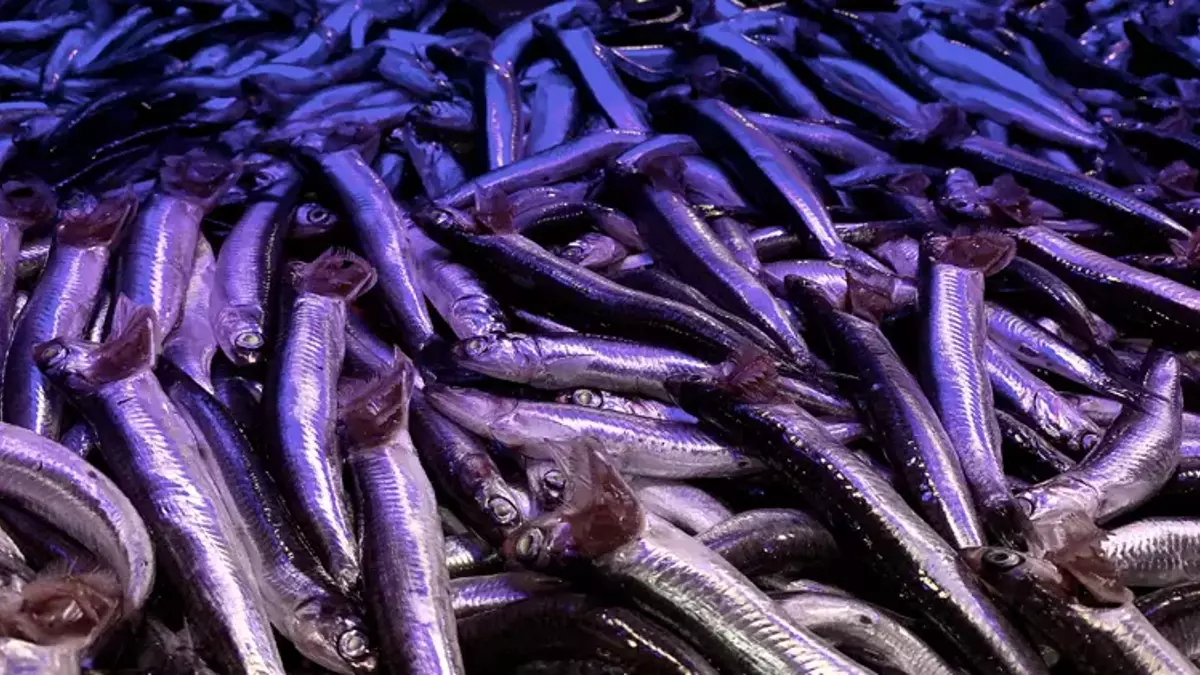 Vatandaş hamsiye doyacak: Balık tezgahlarında hamsinin kilosu 70 TL oldu!