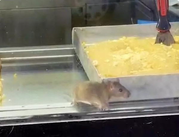 Börek tezgahında iğrenç görüntü: Müşterilere satılan böreklerin üzerinde fareler cirit attı!