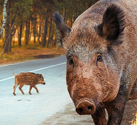 Namaz çıkışı 'Babamın hayrına' deyip 3.000 kişiye 500 kilo domuz kavurma yedirmiş!