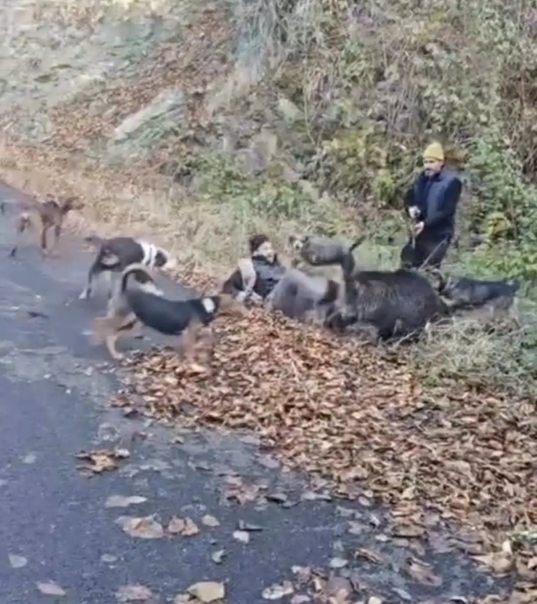Avcı yakalamak istediği avı tarafından hastanelik edildi!