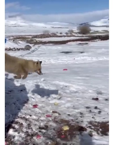 Yaşlı adam şaştı kaldı: Çöp kutusunun kapağını açınca bakın neyle karşılaştı?