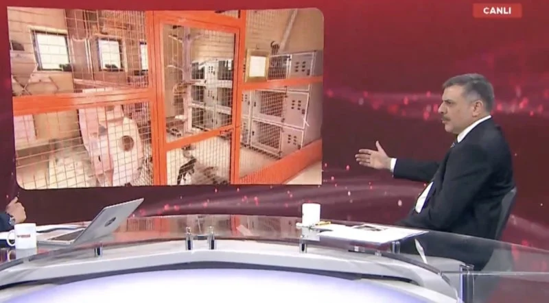 İçişleri Bakanı açıkladı: Sokak hayvanlarının yüzde 75'i barınaklara yerleştirildi