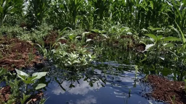 Dicle Üniversitesi'nin kampüsünde resmen petrol fışkırdı: Bölgede 6 sondaj kuyusu açılacak