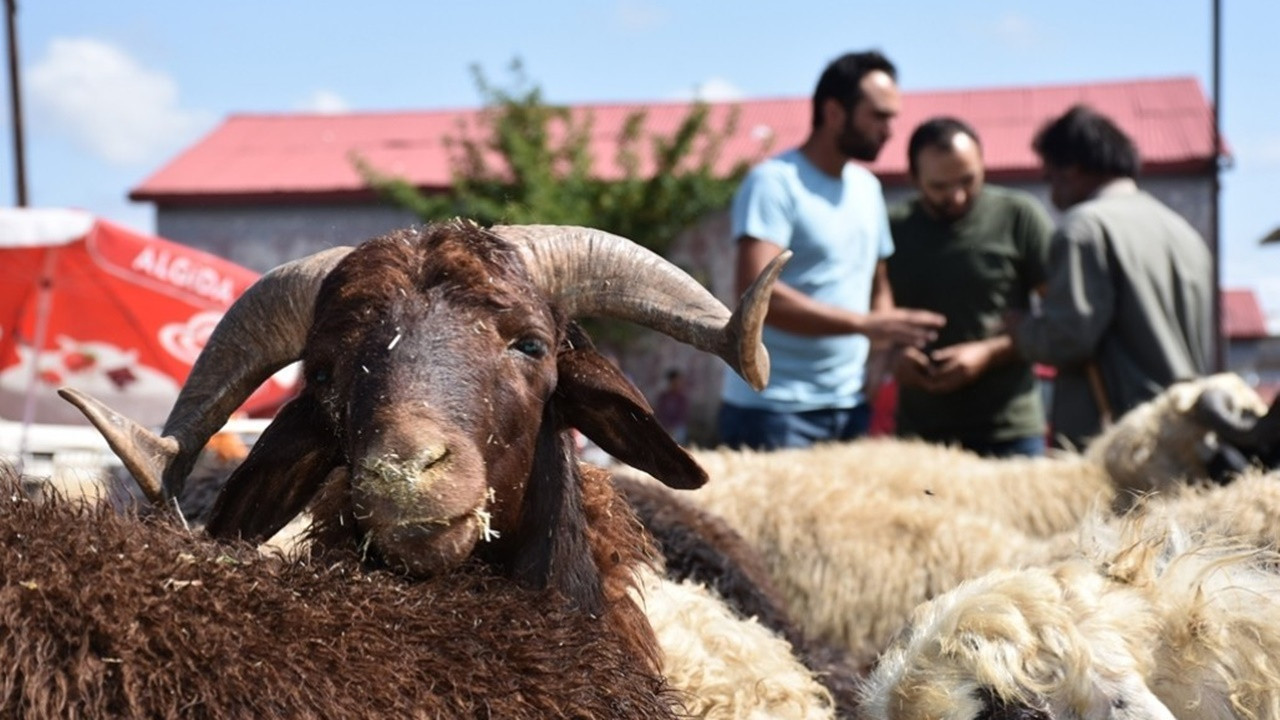 Kurban bayramına günler kala dolandırıcılar iş başında: Fotoğrafla tuzak kurup vurgun yapıyorlar!