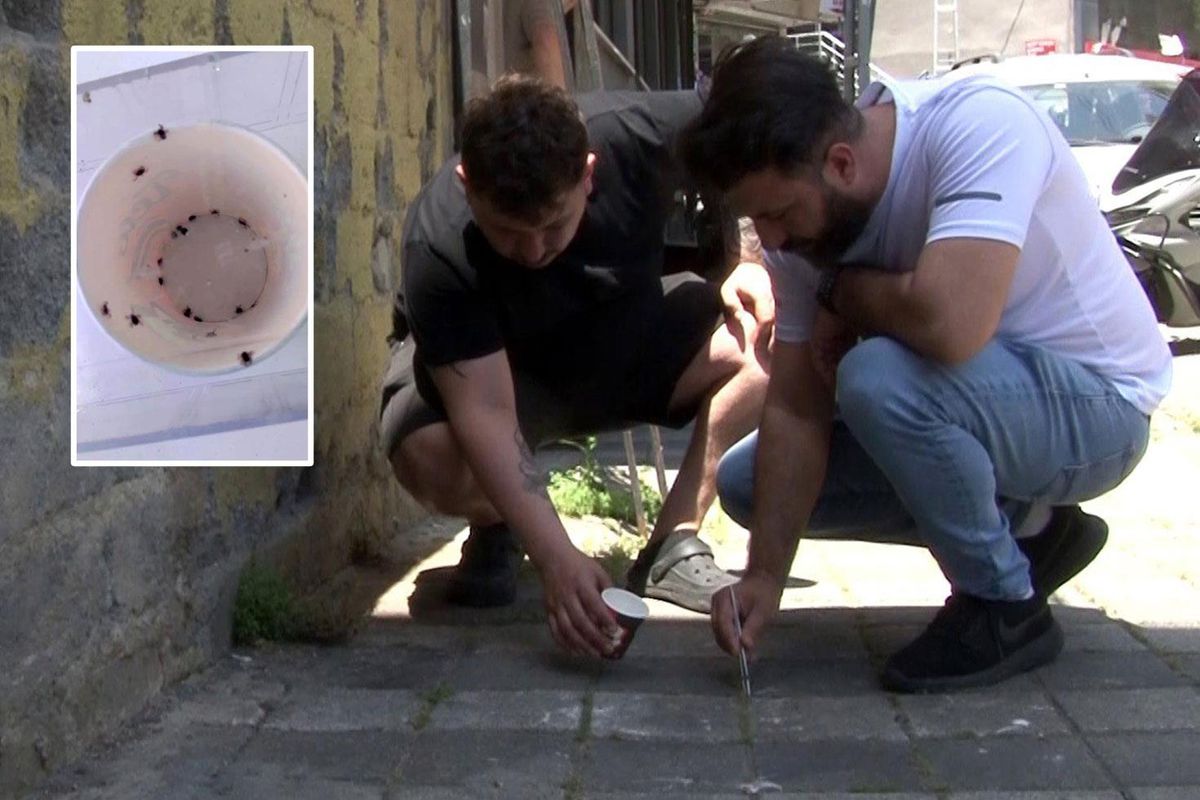 İstanbul'un göbeğinde kene kabusu: Mahalleyi istila eden keneler vatandaşı tedirgin etti