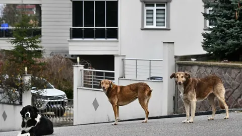Sahipsiz köpek saldırıları sonrası bakanlık harekete geçti: 3 belediyeye başkanı hakkında işlem başlatıldı! 