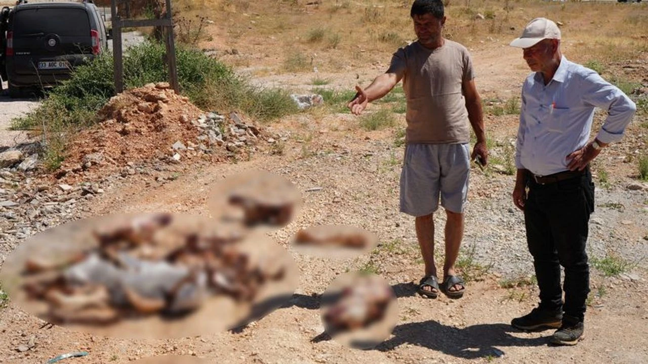 Atların kafatası ve kemikleri yol kenarına saçıldı! Vatandaş isyan etti: Bu etler nereye gitti, ayıptır günahtır...