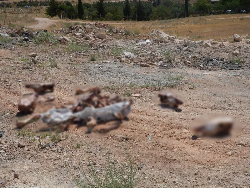 Atların kafatası ve kemikleri yol kenarına saçıldı! Vatandaş isyan etti: Bu etler nereye gitti, ayıptır günahtır...