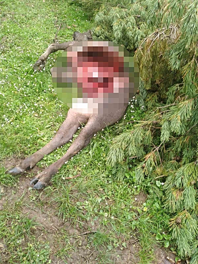 Tokat'ta köylüyü dehşete kaptıran görüntü!