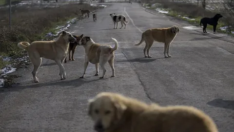 Birçok vatandaşın canı yanmıştı: Bakan Çiftçi'den sokak köpekleriyle ilgili önemli açıklama...