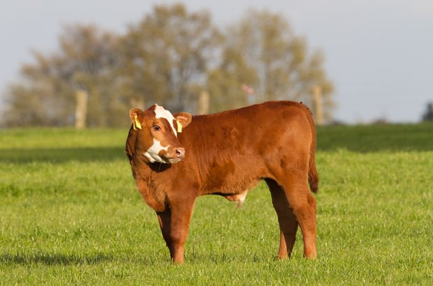 Ankara'da Şarbon alarmı! Bölge karantinaya alındı! Şarbon hastalığı nedir? 