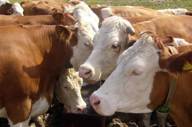 Kurbanlık kesildikten sonra eti ne zaman yenmelidir?