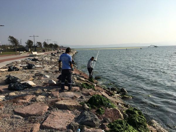 İzmir Körfezi'nde görülen deniz marulları ile ilgili korkutan açıklama