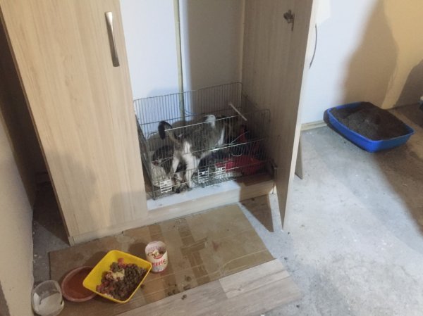 Bursa'da vahşet: 5 yavru kedinin kafasını kestiler!